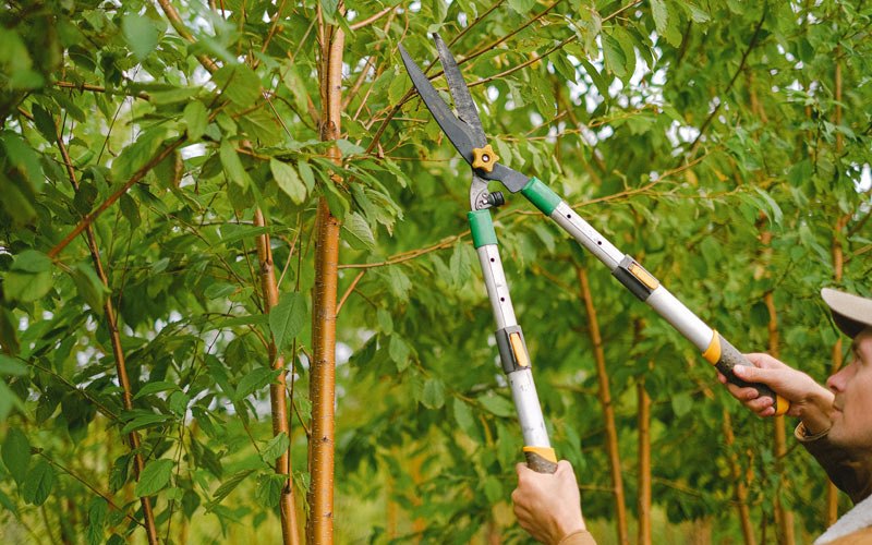 Tree trimming in Whitesboro, NY